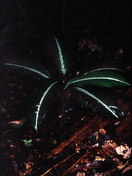 Dieffenbachia elegans