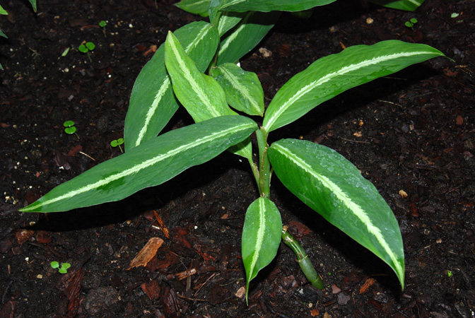 Dieffenbachia elegans