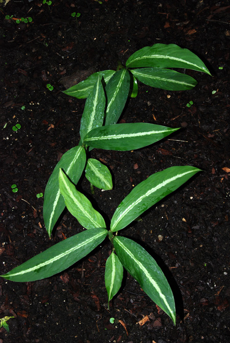 Dieffenbachia elegans