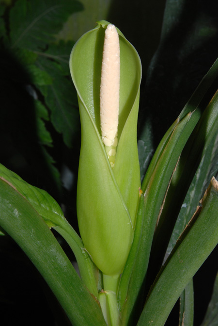 Dieffenbachia elegans