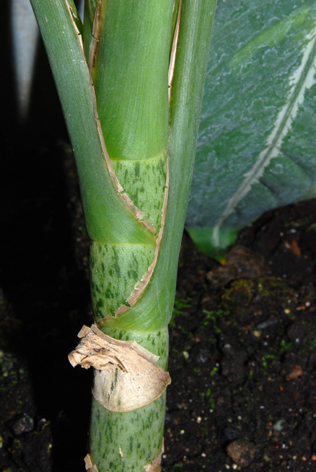 Dieffenbachia elegans