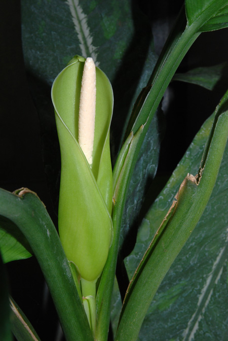 Dieffenbachia elegans