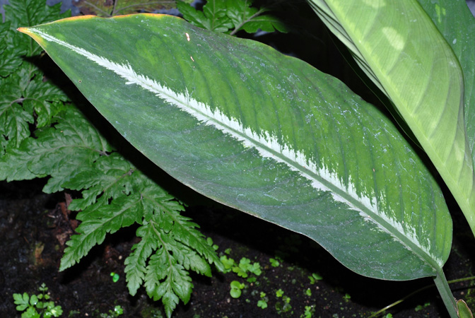 Dieffenbachia elegans