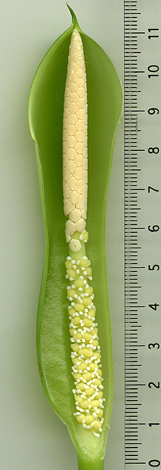 Dieffenbachia elegans