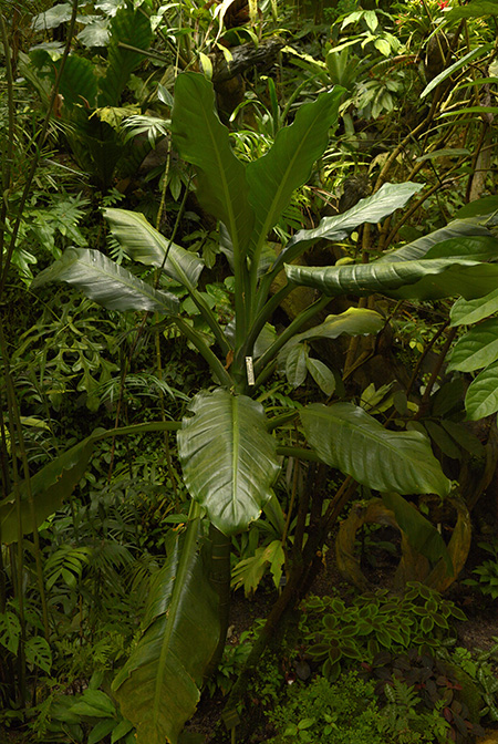 Dieffenbachia standleyi