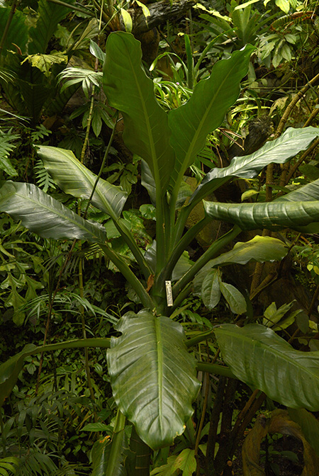 Dieffenbachia standleyi