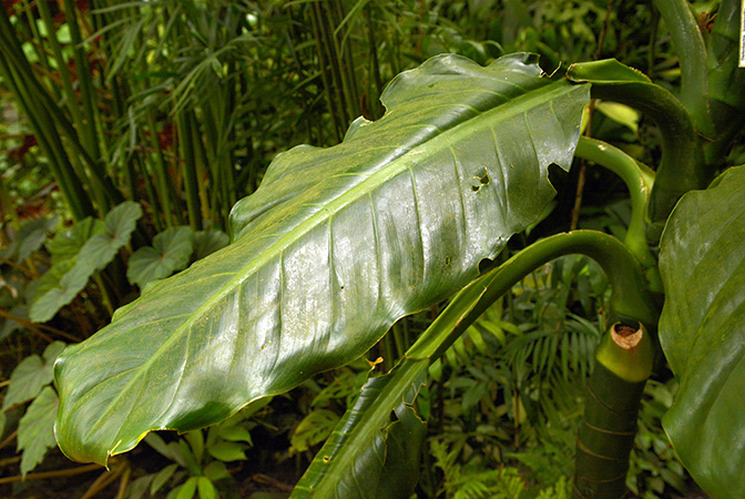 Dieffenbachia standleyi