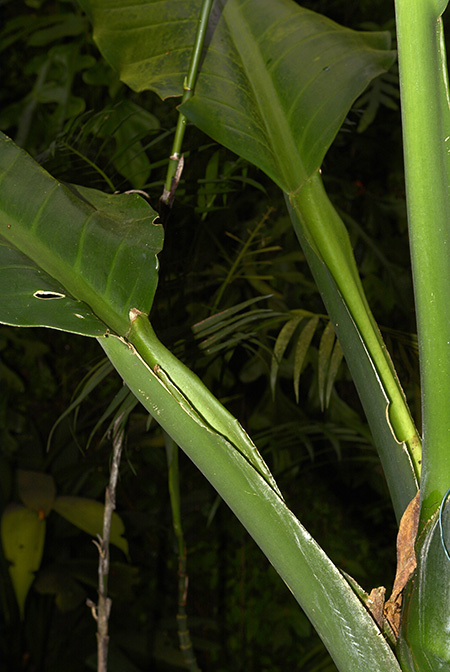 Dieffenbachia standleyi