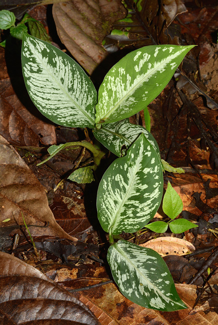 Dieffenbachia harlingii
