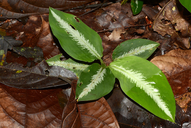 Dieffenbachia harlingii