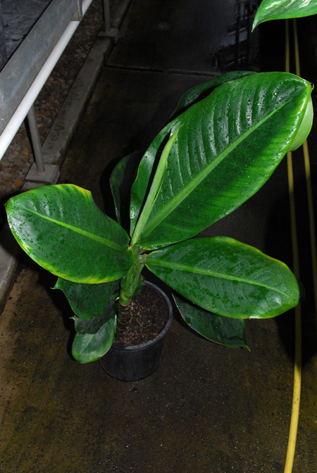 Dieffenbachia horichii