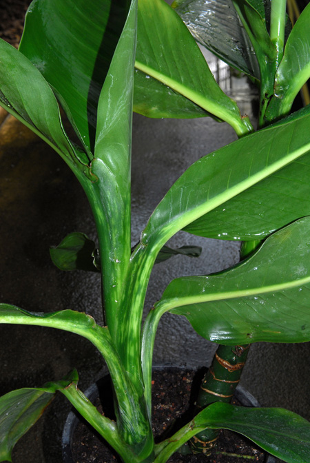 Dieffenbachia horichii