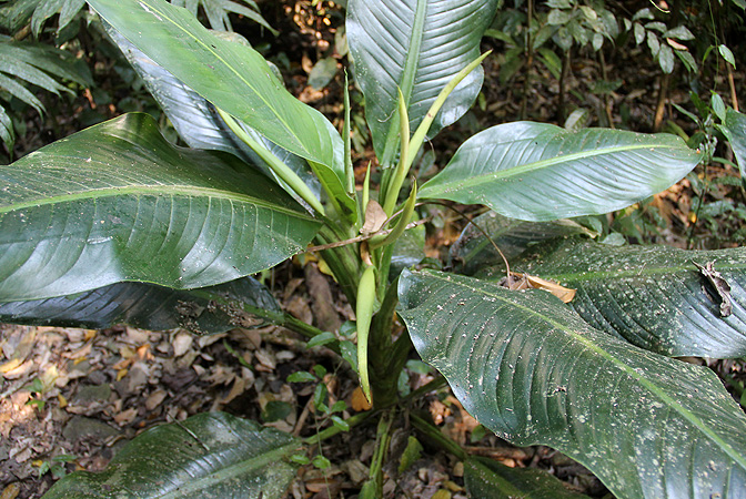 Dieffenbachia horichii
