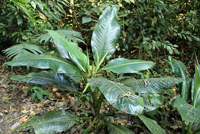 Dieffenbachia horichii