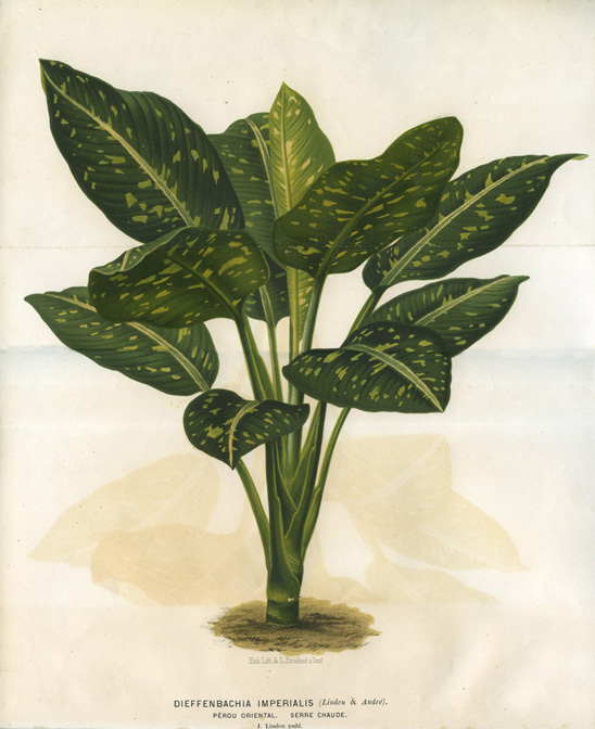 Dieffenbachia imperialis