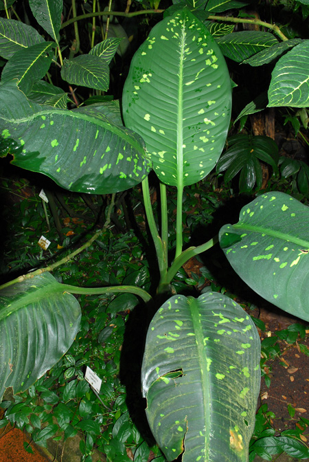 Dieffenbachia imperialis
