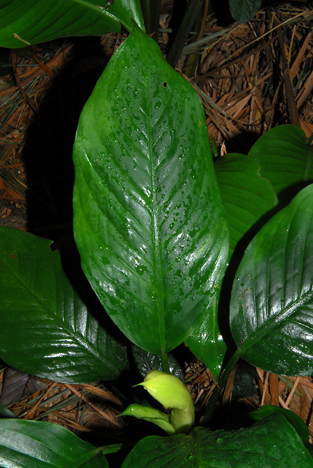 Dieffenbachia killipii