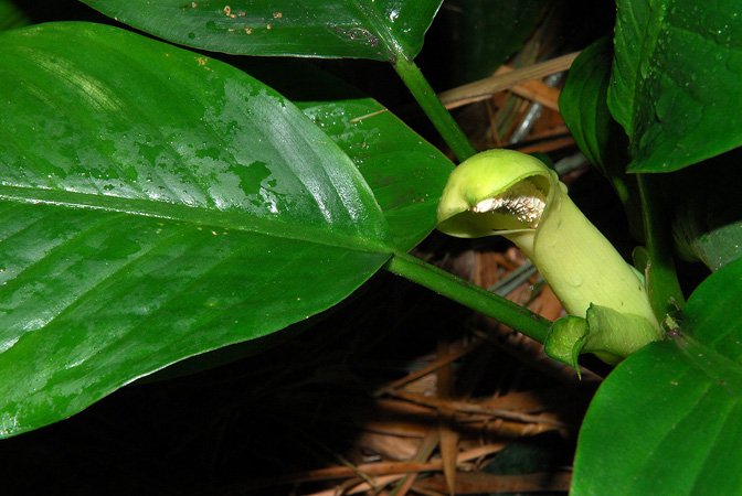 Dieffenbachia killipii