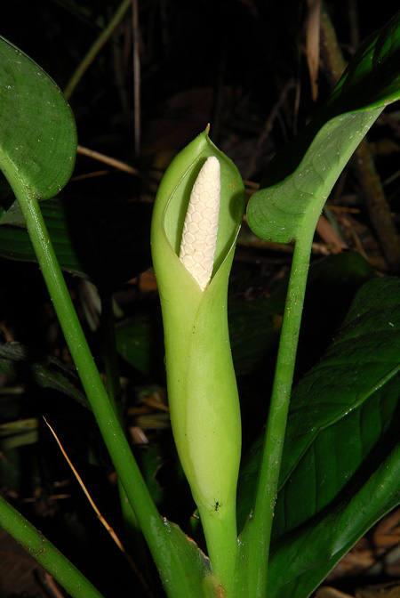 Dieffenbachia killipii
