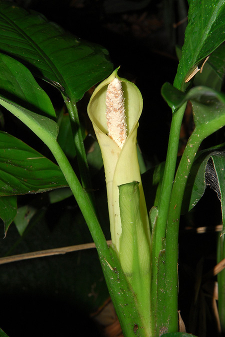 Dieffenbachia killipii