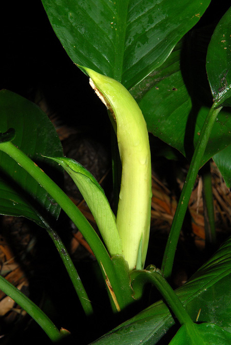 Dieffenbachia killipii