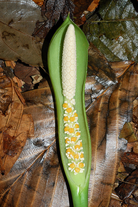 Dieffenbachia killipii