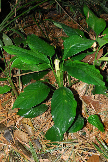 Dieffenbachia killipii