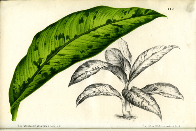 Dieffenbachia bowmannii