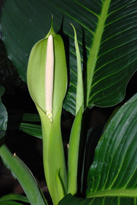 Dieffenbachia macrophylla