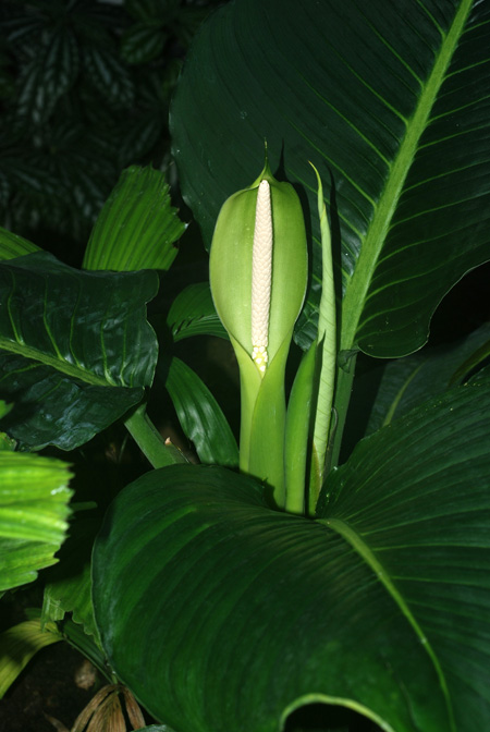 Dieffenbachia macrophylla