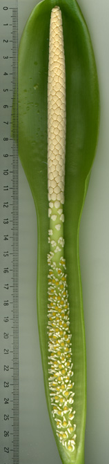 Dieffenbachia macrophylla