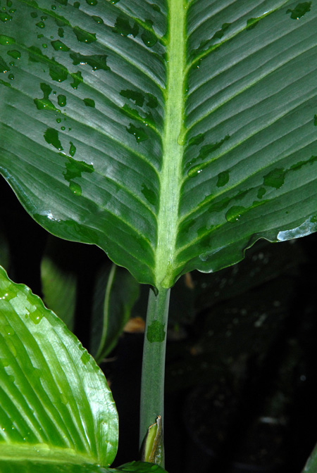 Dieffenbachia macrophylla