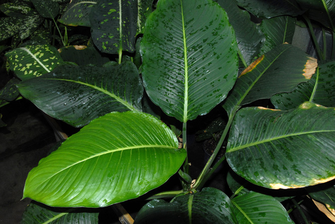 Dieffenbachia macrophylla