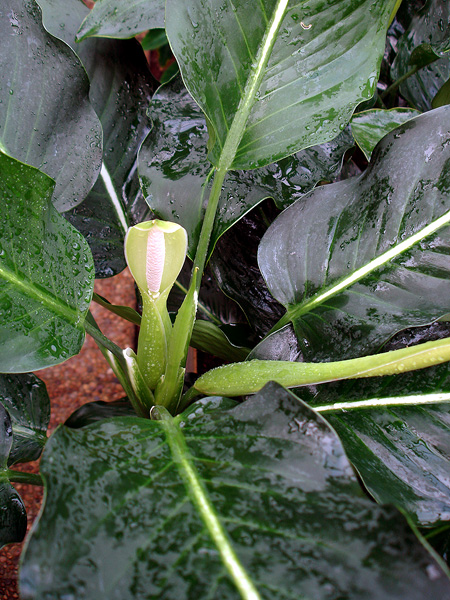 Dieffenbachia oerstedii
