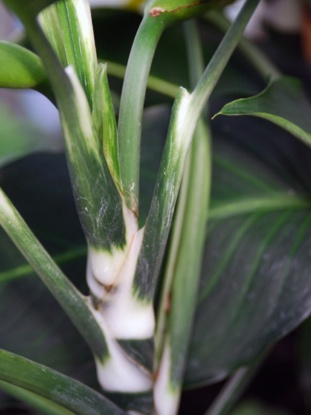 Dieffenbachia oerstedii