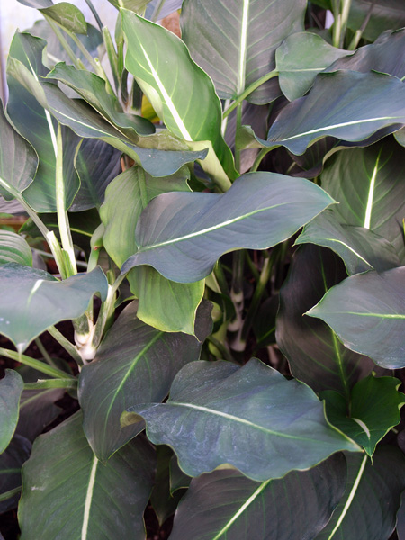 Dieffenbachia oerstedii