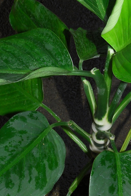 Dieffenbachia oerstedii