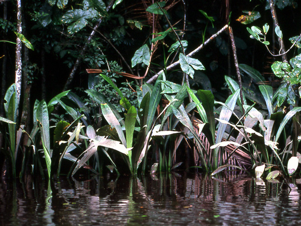 Dieffenbachia paludicola