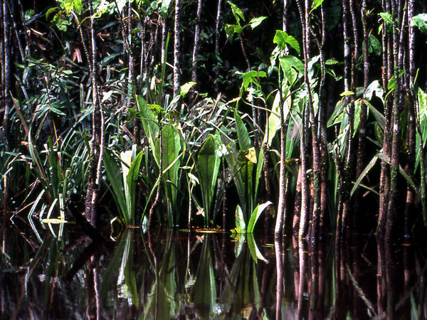 Dieffenbachia paludicola
