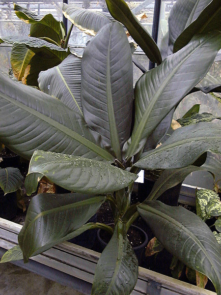 Dieffenbachia parlatorei