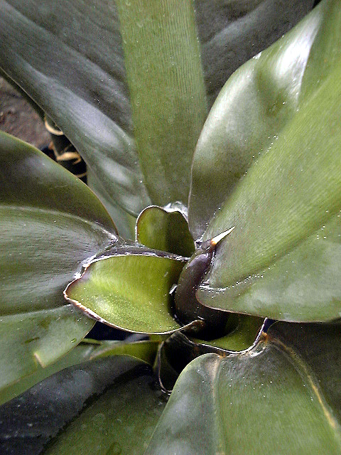 Dieffenbachia parlatorei