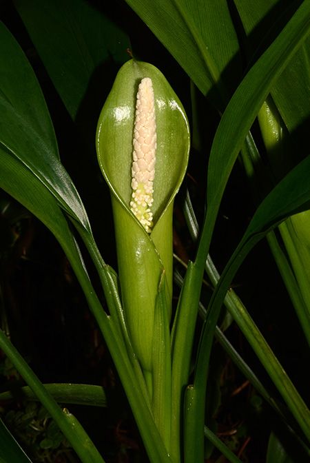 Dieffenbachia smithii