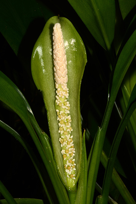 Dieffenbachia smithii