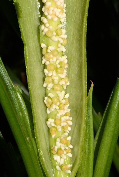 Dieffenbachia smithii