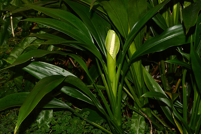 Dieffenbachia smithii