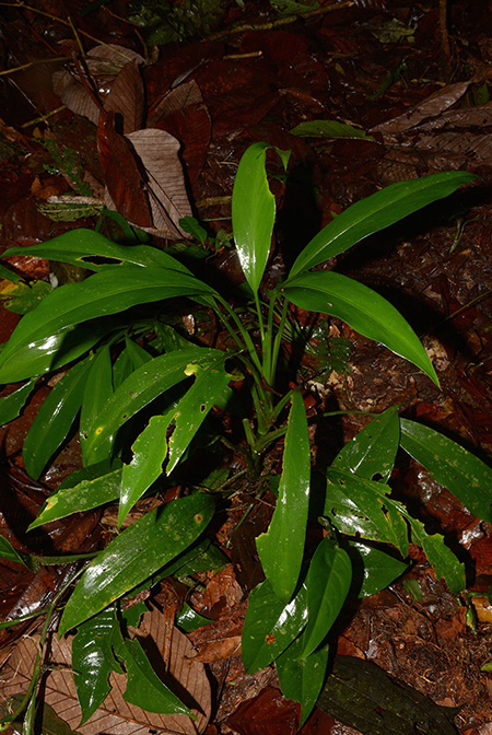 Dieffenbachia smithii