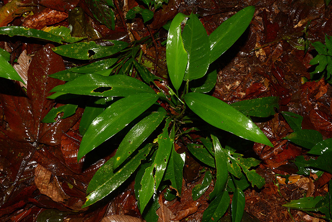 Dieffenbachia smithii