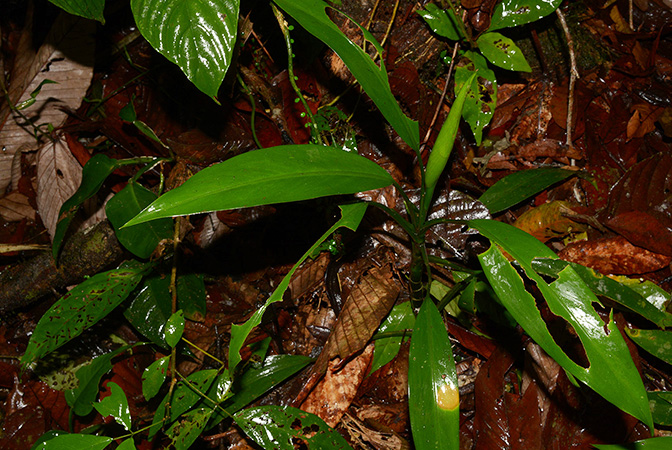 Dieffenbachia smithii