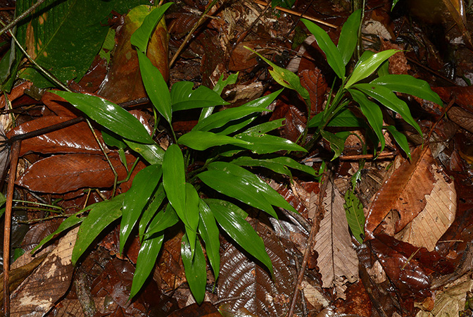 Dieffenbachia smithii