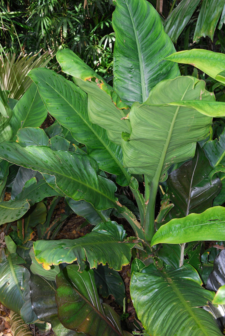 Dieffenbachia standleyi